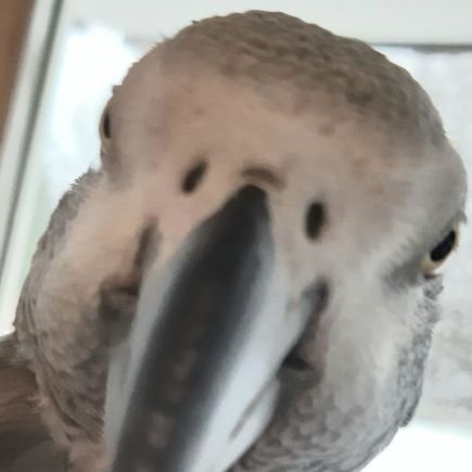 anton_pix16350's profile picture. 