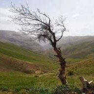 ehsan87966370's profile picture. 