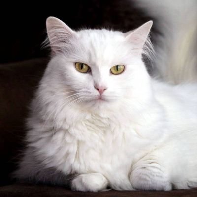 farangisfar's profile picture.