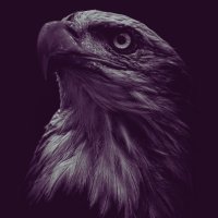 TT 🇺🇸 (@akares46) 's Twitter Profile