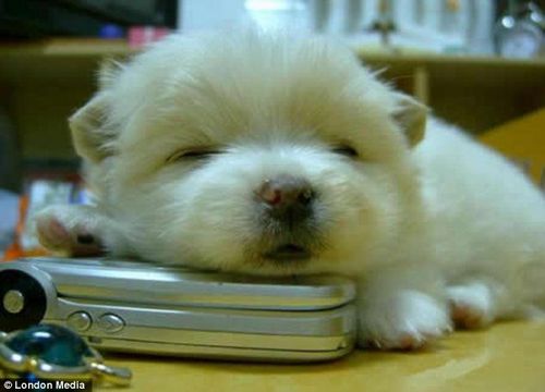 komatuhisashi's profile picture. 肉食べたい