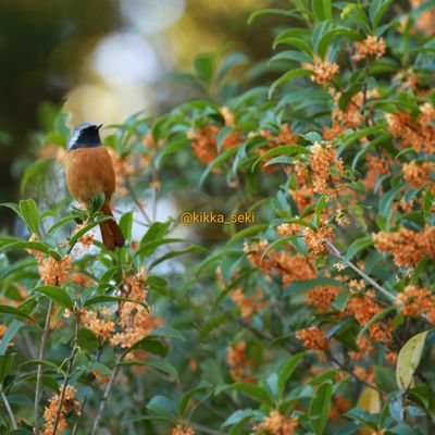 写真、機材、撮影についてのんびりと呟くアカウント📷️✨💬野鳥や風景などの自然写真が中心。ポートレートも撮っていきたい