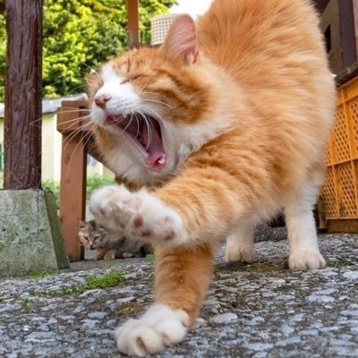 Ch0wch0w33's profile picture. 