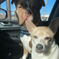 Traci (@traciirosee) 's Twitter Profile