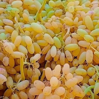 رهف Profile