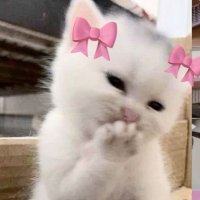 Alina Pobby (@alinapobby) 's Twitter Profile
