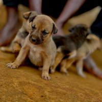 ZIGOTI PETS RESCUE CENTER (@petszigoti) 's Twitter Profile