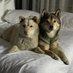 Double C (@flatfendered) Twitter profile photo Double C (@flatfendered) Twitter profile photo