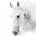 Turulvรฉr (@asariisechunkh) Twitter profile photo Turulvรฉr (@asariisechunkh) Twitter profile photo