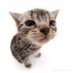 gato tonto (@oa2478851oscar) Twitter profile photo gato tonto (@oa2478851oscar) Twitter profile photo