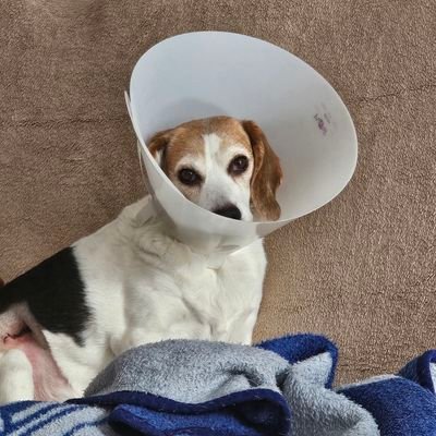 Omaofmythree's profile picture. 2x Cancer survivor, dbl mastectomy, CPTSD, reg Ind, supporter of LGBTQ+, women's reproductive rights.