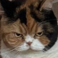Thichalaaa (@tchalaaa) 's Twitter Profile