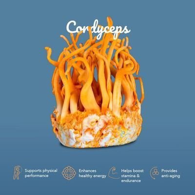 MD 🩺 | Mycologist 🍄 | Fungi Fixated 🔬 🧫 Curing humans & studying fungi 🍄 Exploring the medicinal potential of mushrooms.