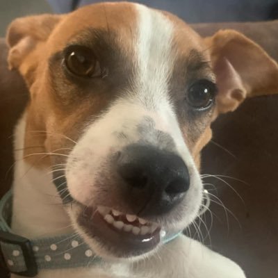 pizzadogs_'s profile picture. 