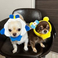 さー (@urionina) 's Twitter Profile Photo さー (@urionina) 's Twitter Profile Photo