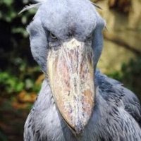 あい (@tori_pon) 's Twitter Profile Photo あい (@tori_pon) 's Twitter Profile Photo