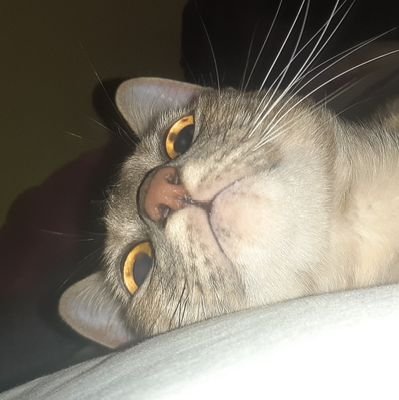 Ambirzy's profile picture. viva Taylor Swift y el palito salado