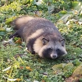 たぬきちさんのプロフィール画像