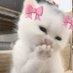 ?? (@cat_swimmer7) Twitter profile photo ?? (@cat_swimmer7) Twitter profile photo