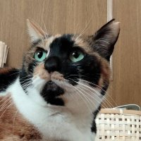 てんてん書店 (@szc4sif2tm15397) 's Twitter Profile Photo