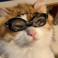南南南南歌 (@nannannannange) 's Twitter Profile