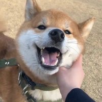 柴犬こん (@mikan1578) 's Twitter Profile