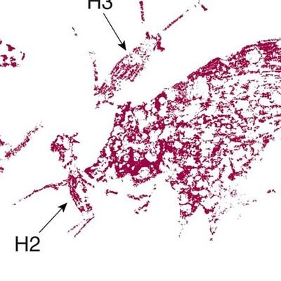 Oldest_Pig's profile picture. 🐖 Worlds first and oldest drawing off a pig 🐖 

51,000 years old