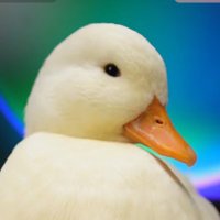 Huke (@cocoahuke) 's Twitter Profile Photo Huke (@cocoahuke) 's Twitter Profile Photo