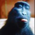 manic_monke (@manic_monke) Twitter profile photo manic_monke (@manic_monke) Twitter profile photo