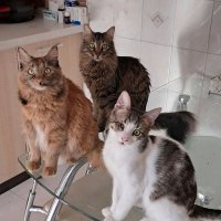 üçtüylüileevhalleri (@3tuyluileevhali) 's Twitter Profile Photo