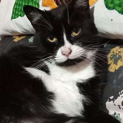 Zhenwolfyさんのプロフィール画像