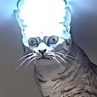 カツ丼子 (@bamu315) 's Twitter Profile