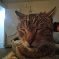 Brandy E. (@serenity85p) 's Twitter Profile