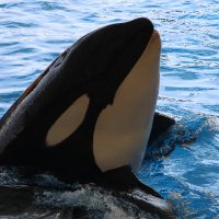 Myles 🐬 HISTORIA DE LAS BALLENAS 📖❤🐋 (@mylestring) 's Twitter Profile