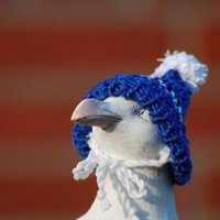Чайка (@ice_gull1) 's Twitter Profile Photo Чайка (@ice_gull1) 's Twitter Profile Photo
