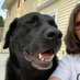Caroline (@blueheelermom18) Twitter profile photo Caroline (@blueheelermom18) Twitter profile photo