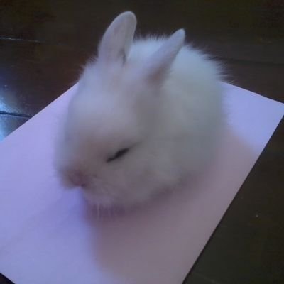 liurieさんのプロフィール画像