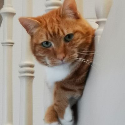 Frichty59's profile picture. 