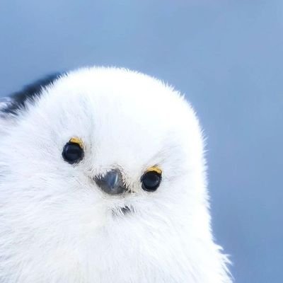 利渉「夢は大きくいっぱい！お願いたくさん叶えるで賞」さんのプロフィール画像