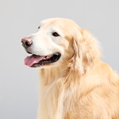 2019.3.14グンマフクシマ生まれのゴールデンレトリバーの男の子です🐶✨「んじっ」としてるおっとりタイプ。甘やかしが止まらない共働き夫婦と3人家族です。犬との楽しい毎日とお出かけ記録をツイートします。