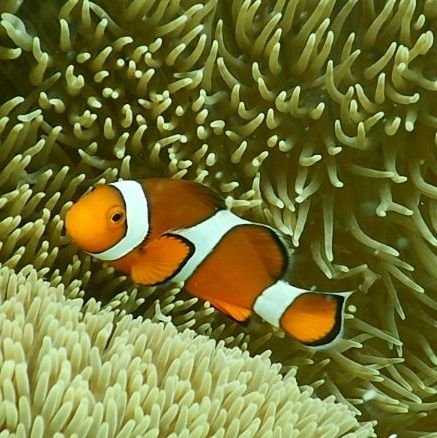 ohkawa45's profile picture. 