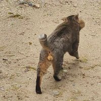 ねこまる☻1人目妊活中/ 4.16採卵④済 (@5nekomaru9) 's Twitter Profile