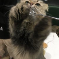 卖萌被人打 (@cheesecattttt) 's Twitter Profile