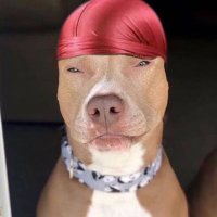Dawginson (@dawgi_san) 's Twitter Profile Photo Dawginson (@dawgi_san) 's Twitter Profile Photo