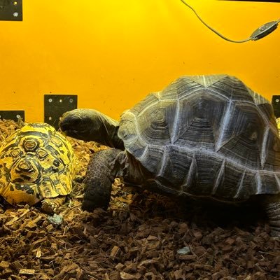 Ohnishi0314's profile picture. 🐍🦎🐢を主に飼育してます！ 無言フォロー失礼します！
