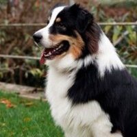 Dr. Frank Arnold (@drfrankarn66399) 's Twitter Profile