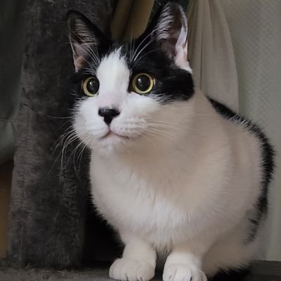鬼檸檬さんのプロフィール画像