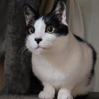 鬼檸檬 (@geratoni0718) / X