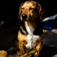 Marvin The Dog© (@marvin_the_dog) 's Twitter Profile Photo Marvin The Dog© (@marvin_the_dog) 's Twitter Profile Photo