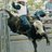 mczcash's profile image